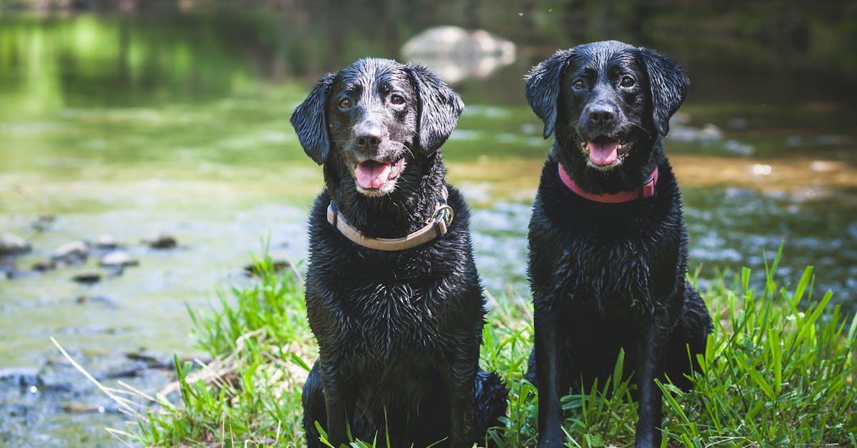 Hos Canem kan du finde et bredt udvalg af udstyr til både hunde og katte